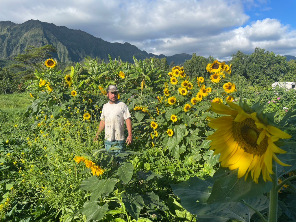 sunflowercrop